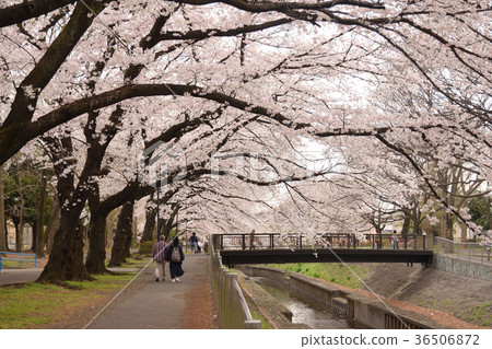 櫻花隧道 36506872