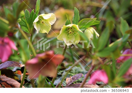 Light purple and white Christmas rose Light purple and white Christmas rose 36506943