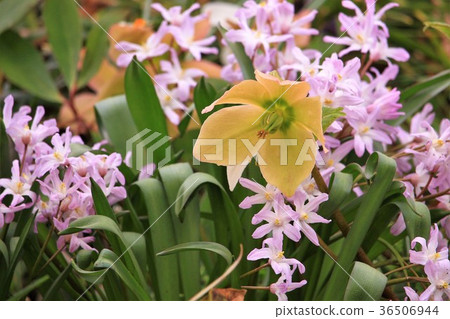 Christmas Rose and Thionodoxa Christmas Rose and Thionodoxa 36506944