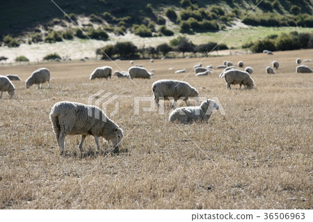 New Zealand, sheep, ranch New Zealand, sheep, ranch 36506963