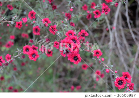 Speaking of spring, gyoryubai Speaking of spring, gyoryubai 36506987