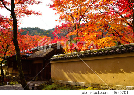 Autumn's Bunko Garden 36507013