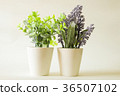 tree in green and lavender in pot in vintage style 36507102