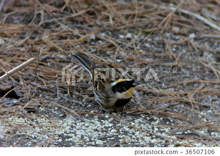 美麗的黃色，Miyama houjiro 36507106