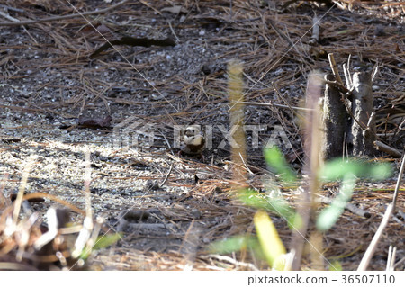 Beautiful yellow, Miyama houjiro 36507110