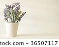 vintage with lavender tree in pot background 36507117
