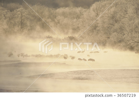 在早晨的陽光下染色的冰和太陽鳥群(北海道·Tsurui) 在早晨的陽光下染色的冰和太陽鳥群(北海道·Tsurui) 36507219
