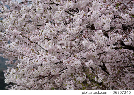 Cherry blossoms in full bloom 36507240