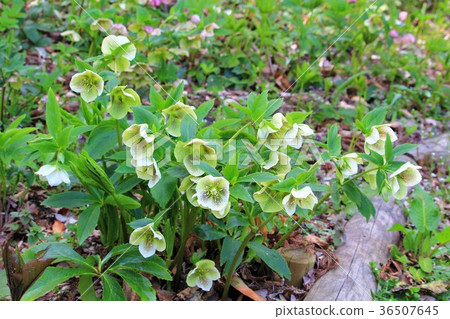 Christmas rose flower that colors early spring 36507645
