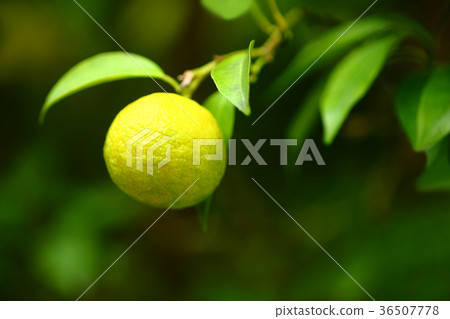 Yuzu fruit to be colored Yuzu fruit to be colored 36507778