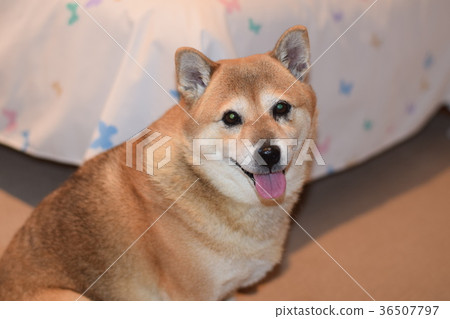 Smiling Shiba Inu. Smiling Shiba Inu. 36507797