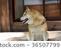 A Shiba Inu taking a break for a moment. 36507799