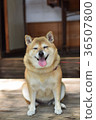 Smiling Shiba Inu. 36507800