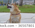 A beggar dog begging you. 36507801