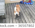 Shiba Inu's ass. 36507802