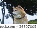 Pensive Shiba Inu. 36507805