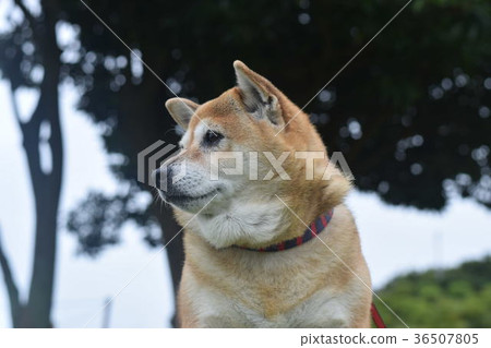 Pensive Shiba Inu. Pensive Shiba Inu. 36507805