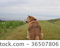 Fallen Shiba Inu. 36507806