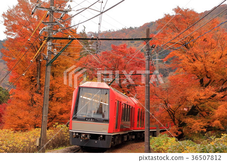 Hakone Tozan Railway-Allegra and colored leaves 36507812