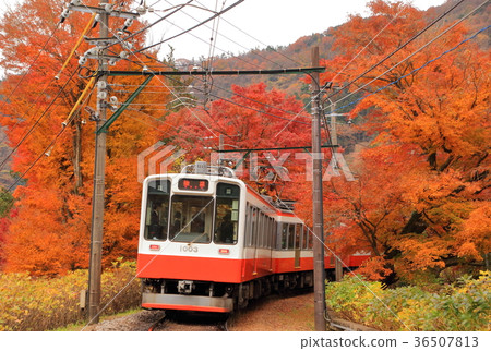 箱根登山鐵路和秋葉 36507813