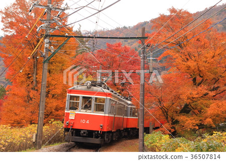 箱根登山鐵路和秋葉 36507814