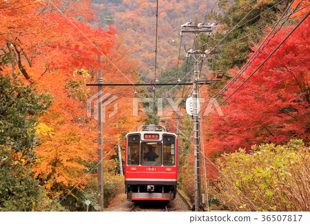 箱根登山鐵路和秋葉 36507817