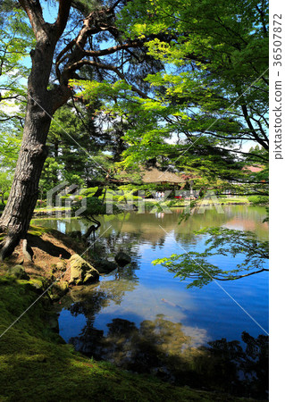 Fresh green garden garden Fresh green garden garden 36507872
