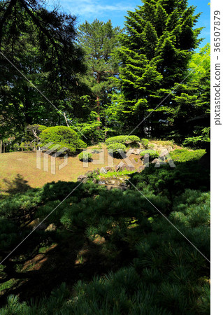 新鮮的綠色花園 36507879