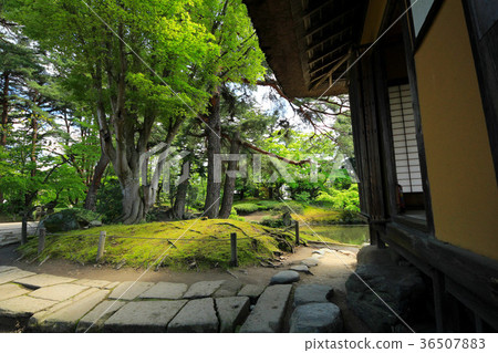 Fresh green garden garden 36507883