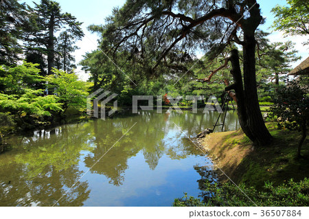 Fresh green garden garden Fresh green garden garden 36507884