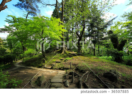 Fresh green garden garden Fresh green garden garden 36507885