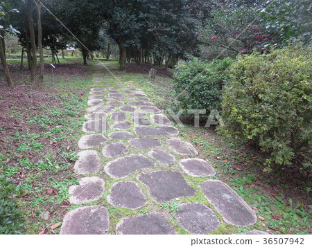 通往樹木的雅緻道路 36507942