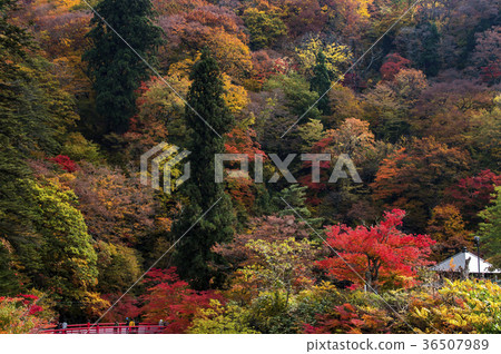 秋山紅橋 36507989