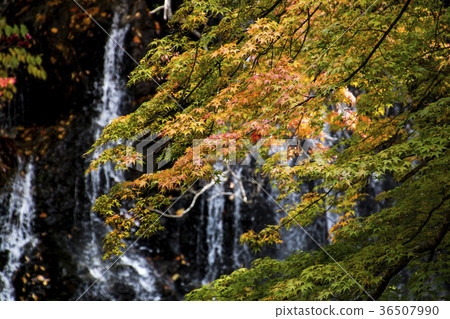 秋天的瀑布 秋天的瀑布 36507990