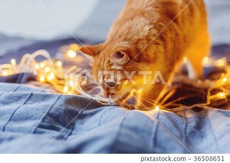 Cute ginger cat shiffing shining light bulbs. Cute ginger cat shiffing shining light bulbs. 36508651