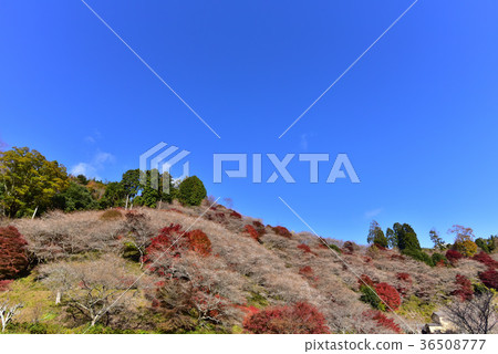 [愛知]大原村的秋葉和櫻花 36508777