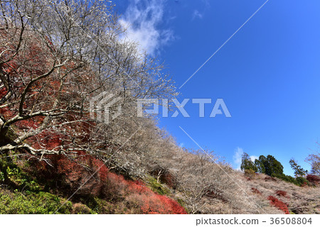 [Aichi] Autumn leaves and cherry blossoms of Ohara Village 36508804