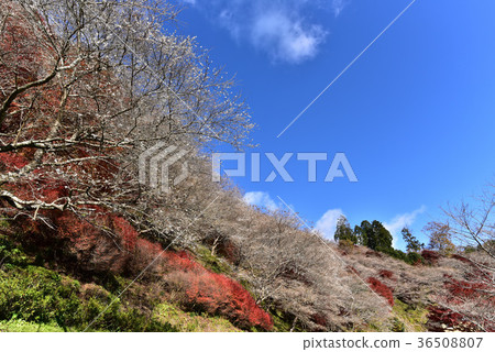 [Aichi] Autumn leaves and cherry blossoms of Ohara Village 36508807
