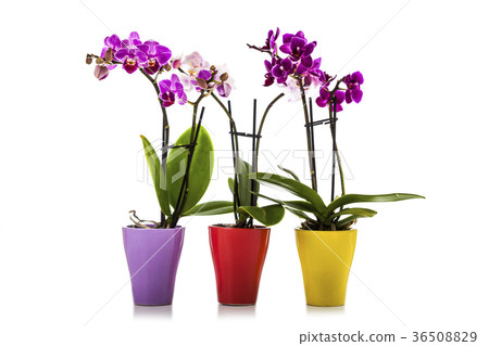 Three orchids in pots 36508829