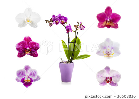 Orchid in a pot and six different orchids 36508830
