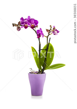 Orchid in pot on a white background. 36508831