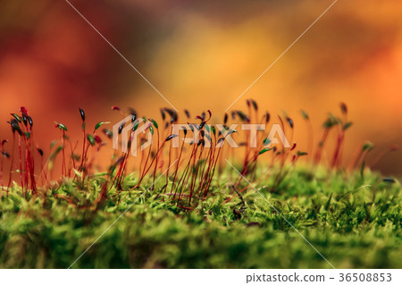 Strong moss 36508853