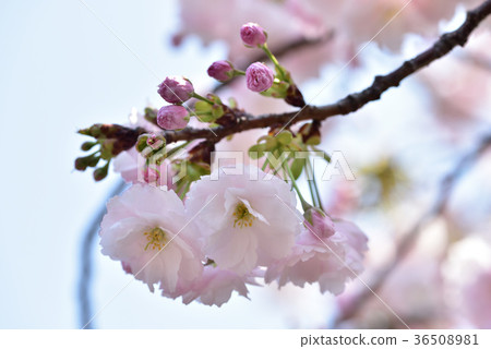 Osaka Mint Cherry blossoms passing by Osaka Mint Cherry blossoms passing by 36508981