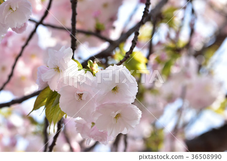 Osaka Mint Cherry blossoms passing by Osaka Mint Cherry blossoms passing by 36508990