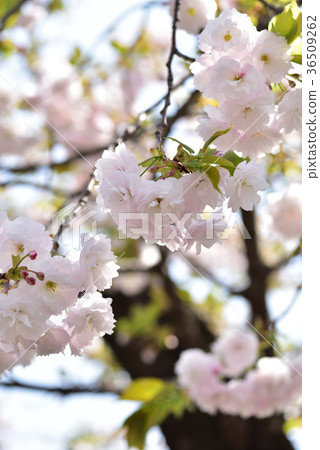 Osaka Mint Cherry blossoms passing by Osaka Mint Cherry blossoms passing by 36509262