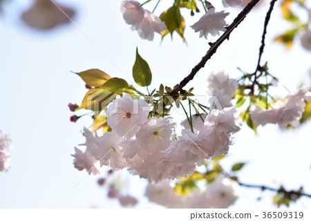 Osaka Mint Cherry blossoms passing by Osaka Mint Cherry blossoms passing by 36509319