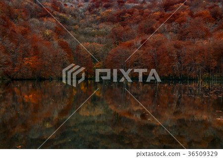 楓紅倒影 楓紅倒影 36509329