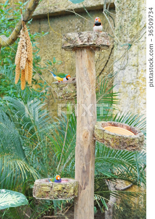 Feeding colorful tropical birds (Amadina Qulda 36509734
