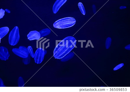 Jellyfish 36509853