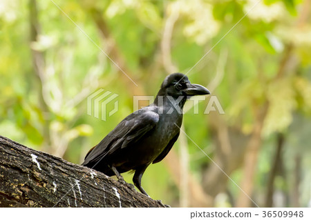 Crow on the branch Crow on the branch 36509948